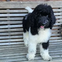 Earth, a male Poodle - Standard  for sale in Russell Springs, KY – 7 of 10
