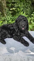 Neptune, a male Poodle - Standard  for sale in Russell Springs, KY – 7 of 9