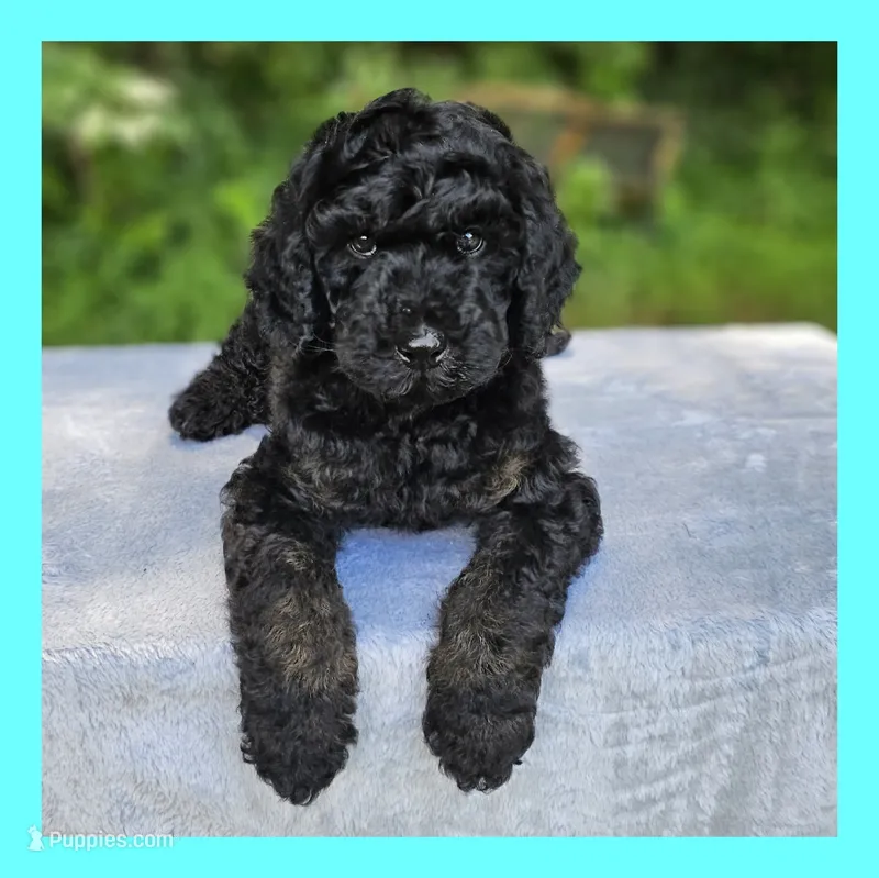 Mars – Poodle - Standard  puppy for sale in Russell Springs, KY