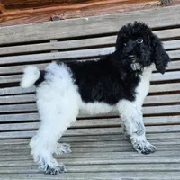 Uranus, a male Poodle - Standard  for sale in Russell Springs, KY – 8 of 10