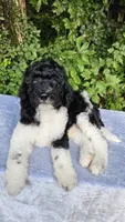 Earth, a male Poodle - Multi-Colored Standard for sale in Russell Springs, KY – 10 of 10