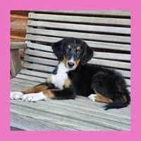 Lime, a female Bernedoodle for sale in Russell Springs, KY – 1 of 10