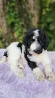 Saturn, a female Poodle - Standard  for sale in Russell Springs, KY – 4 of 10