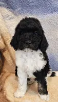 Jupiter, a female Poodle - Standard  for sale in Russell Springs, KY – 9 of 10