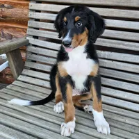 Lime, a female Bernedoodle for sale in Russell Springs, KY – 2 of 10