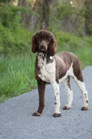 Dolly, a female Poodle - Standard  for sale in Russell Springs, KY – 8 of 10