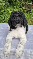 Uranus , a male Poodle - Multi-Colored Standard for sale in Russell Springs, KY – 6 of 10