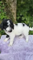 Saturn, a female Poodle - Standard  for sale in Russell Springs, KY – 9 of 10