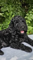 Neptune, a male Poodle - Standard  for sale in Russell Springs, KY – 2 of 9