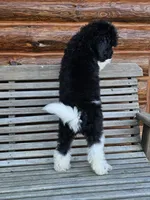 Earth, a male Poodle - Standard  for sale in Russell Springs, KY – 9 of 10
