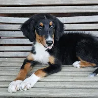 Lime, a female Bernedoodle for sale in Russell Springs, KY – 4 of 10