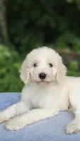 Mercury, a male Poodle - Standard  for sale in Russell Springs, KY – 2 of 10