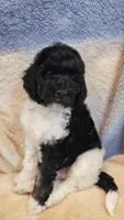 Jupiter, a female Poodle - Standard  for sale in Russell Springs, KY – 2 of 10