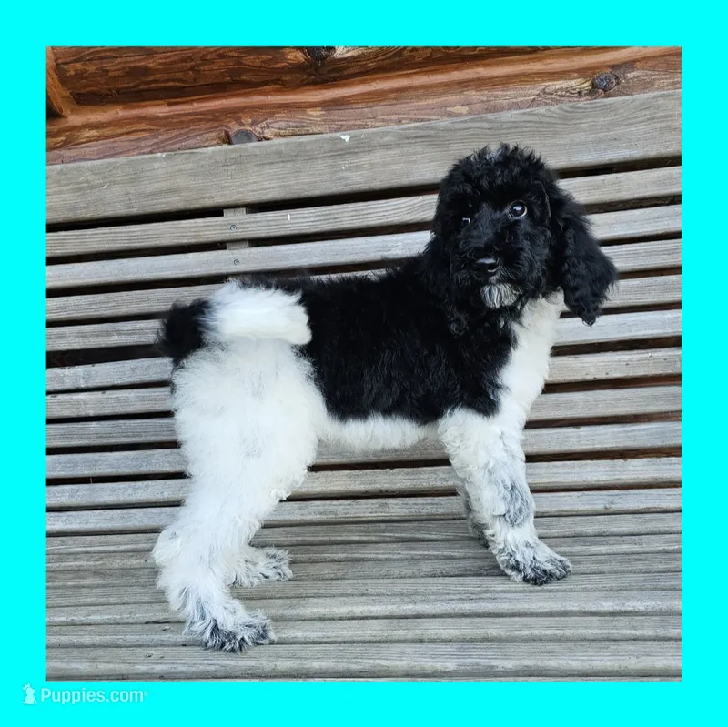Uranus – Poodle - Standard  puppy for sale in Russell Springs, KY
