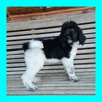 Uranus, a male Poodle - Standard  for sale in Russell Springs, KY – 1 of 10