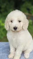Mercury, a male Poodle - Standard  for sale in Russell Springs, KY – 9 of 10