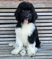 Earth, a male Poodle - Standard  for sale in Russell Springs, KY – 6 of 10