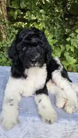 Earth, a male Poodle - Multi-Colored Standard for sale in Russell Springs, KY – 9 of 10
