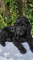 Neptune, a male Poodle - Standard  for sale in Russell Springs, KY – 9 of 9