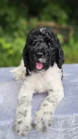 Uranus , a male Poodle - Multi-Colored Standard for sale in Russell Springs, KY – 4 of 10