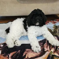 Oreo Moyen, a male Poodle - Miniature  for sale in Russell Springs, KY – Photo 3 of 10