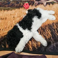 Oreo Moyen, a male Poodle - Miniature  for sale in Russell Springs, KY – Photo 8 of 10