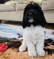 Oreo Moyen, a male Poodle - Miniature  for sale in Russell Springs, KY – Photo 10 of 10