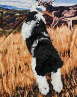 Oreo Moyen, a male Poodle - Miniature  for sale in Russell Springs, KY – Photo 2 of 10