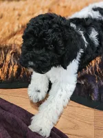 Oreo Moyen, a male Poodle - Miniature  for sale in Russell Springs, KY – Photo 6 of 10