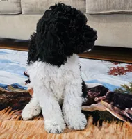 Oreo Moyen, a male Poodle - Miniature  for sale in Russell Springs, KY – Photo 9 of 10