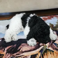 Oreo Moyen, a male Poodle - Miniature  for sale in Russell Springs, KY – Photo 4 of 10