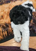 Oreo Moyen, a male Poodle - Miniature  for sale in Russell Springs, KY – Photo 5 of 10