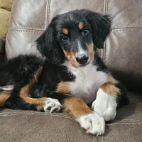 Lime, a female Bernedoodle for sale in Russell Springs, KY – 10 of 10