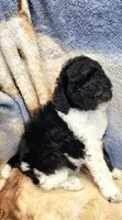 Jupiter, a female Poodle - Standard  for sale in Russell Springs, KY – 10 of 10