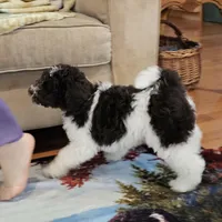 Reeses Moyen, a male Poodle - Miniature  for sale in Russell Springs, KY – Photo 2 of 10