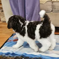 Reeses Moyen, a male Poodle - Miniature  for sale in Russell Springs, KY – Photo 4 of 10