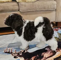 Reeses Moyen, a male Poodle - Miniature  for sale in Russell Springs, KY – Photo 5 of 10