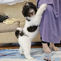 Reeses Moyen, a male Poodle - Miniature  for sale in Russell Springs, KY – Photo 1 of 10