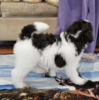 Reeses Moyen, a male Poodle - Miniature  for sale in Russell Springs, KY – Photo 8 of 10