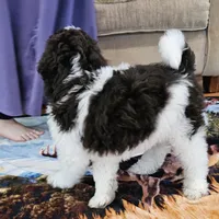 Reeses Moyen, a male Poodle - Miniature  for sale in Russell Springs, KY – Photo 7 of 10