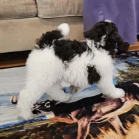 Reeses Moyen, a male Poodle - Miniature  for sale in Russell Springs, KY – Photo 3 of 10