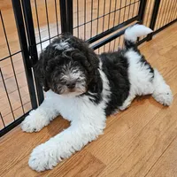 Reeses Moyen, a male Poodle - Miniature  for sale in Russell Springs, KY – Photo 10 of 10