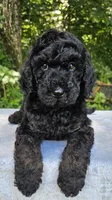 Mars, a male Poodle - Multi-Colored Standard for sale in Russell Springs, KY – 8 of 10