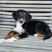 Lime, a female Bernedoodle for sale in Russell Springs, KY – 6 of 10