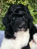 Earth, a male Poodle - Multi-Colored Standard for sale in Russell Springs, KY – 2 of 10