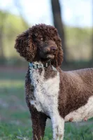 Dolly, a female Poodle - Standard  for sale in Russell Springs, KY – 6 of 10