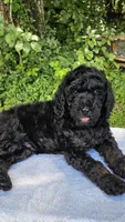 Mars, a male Poodle - Multi-Colored Standard for sale in Russell Springs, KY – 9 of 10