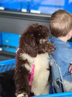 Dolly, a female Poodle - Standard  for sale in Russell Springs, KY – 9 of 10