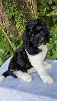 Earth, a male Poodle - Standard  for sale in Russell Springs, KY – 6 of 10