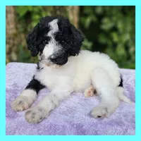 Saturn, a female Poodle - Standard  for sale in Russell Springs, KY – 1 of 10
